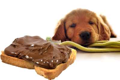 Por que los perros no deben comer chocolate?
