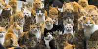 Un paraiso Felino: La isla de los Gatos