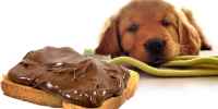 Por que los perros no deben comer chocolate?